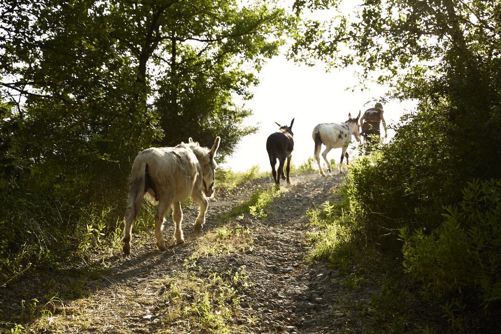 Agriturismo Ca' Del Ciuco Vezzano sul Crostolo Экстерьер фото